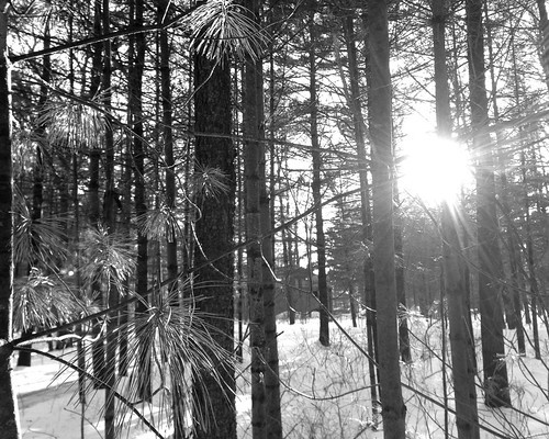 trees winter bw sun snow pine star flare needles iphone