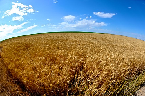 sky clouds washington spokane wheat