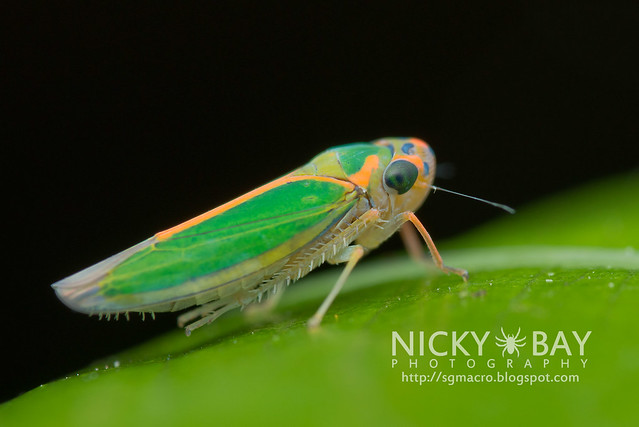 Leafhopper (Cicadellidae) - DSC_7048
