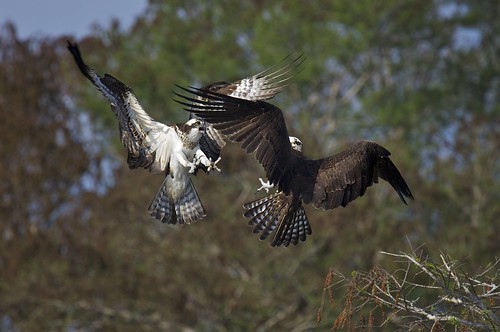 birds florida raptor cypress prey osprey avian floridawildlife birdsflorida lakebirds ospreyblue