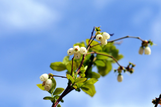 blueberry blossoms!
