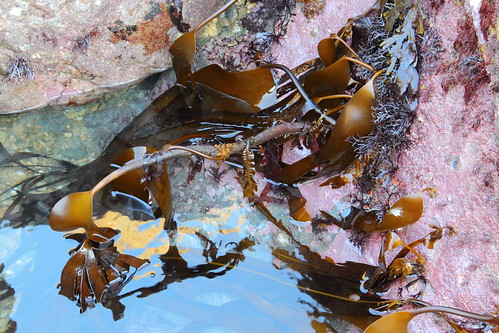 sea reflection nature wales canon rocks seascapes kelp pembrokeshire canon600d canonefs18135mmis porthdwgan nearaberbach