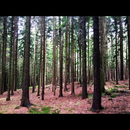 nature forest czech iphoneonly iphonesia uploaded:by=flickstagram instagram:photo=25292771528873295621257228