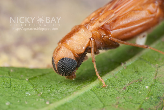 Timber Beetle (Lymexylidae) - DSC_9056