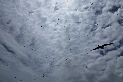 las sky naturaleza peru nature birds de landscape puerto outdoors aves cielo isla pizarro tumbes manglares fragatas