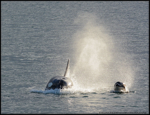 orca killerwhale selenarhodesscofieldphotographysunrise t123astanley