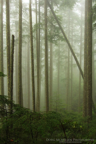 fog forest washington olympicnationalforest april2013