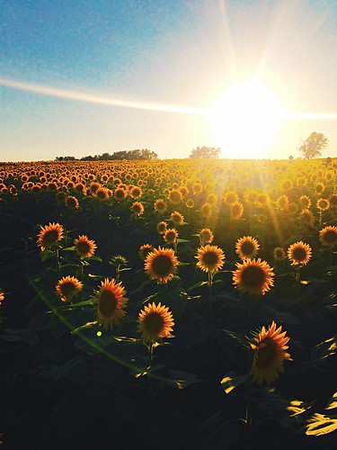 sunflowers grinterfarms sunflower flowers kansascity sunset