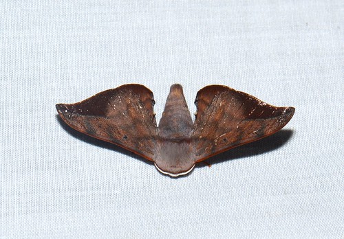 indonesia geo:country=indonesia sumatra gunungleuser kedah lepidoptera taxonomy:order=lepidoptera moth bombycidae taxonomy:family=bombycidae