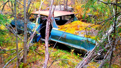 abandoned car chevroletbelair trees september fall autumn junkcar