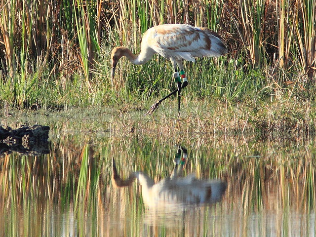 Whooping Crane 12-15 at 0839AM  20130207
