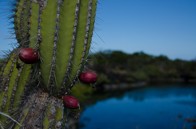 Galapagos Plants: Prickly Pear Cactus