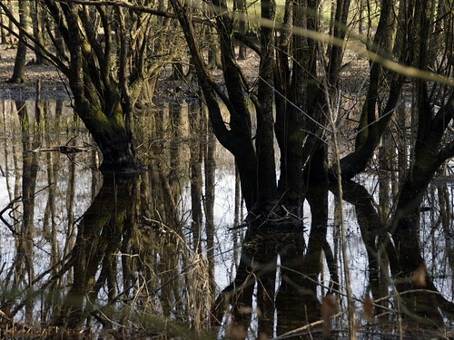tree bretagne reflet miroir arbre inondation canaldenantesàbrest marecages