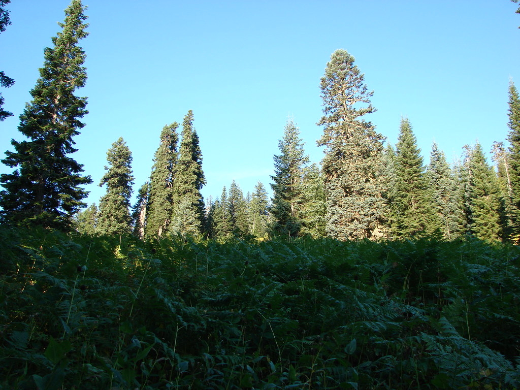 Meadow along the Gate Creek Trail