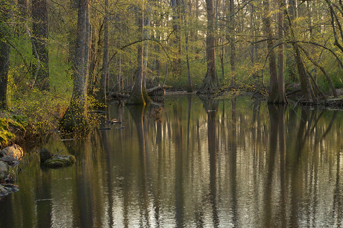 tree water creek aquatic wetland freshwater rockcreek buttress