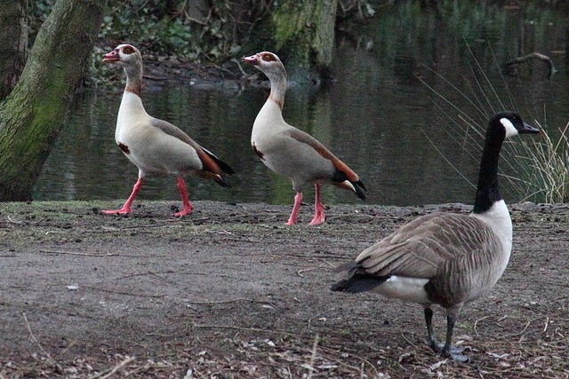 Egyptian Geese outside the hotel