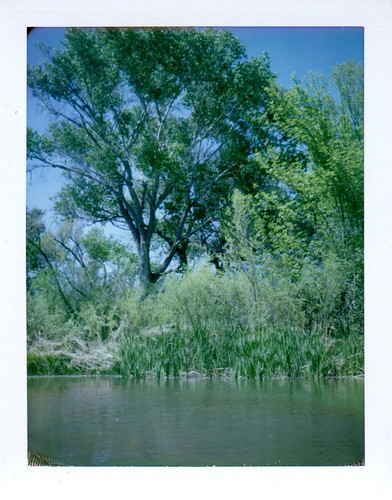 arizona river polaroid az april verderiver riparian landcamera clarkdale colorpack cottonwoodtree polaroidlandcamera instantfilm 2013 april21 fujifp100c colorpack2 86324 ellenjo ellenjoroberts