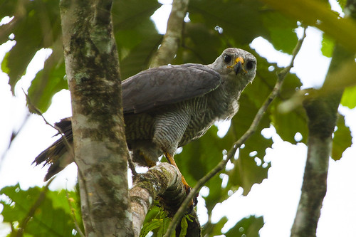 nature costarica hawk wildlife centralamerica greyhawk buteonitidus