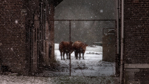 schnee winter brown white snow cold wall canon fence cows meadow snowfall weiss wallonie winterreise glasseyesview