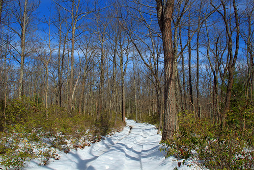 trees winter snow forest hiking pennsylvania trail creativecommons deciduous mountainlaurel pennsylvaniawilds blackforesttrail lycomingcounty tiadaghtonstateforest gaslinetrail