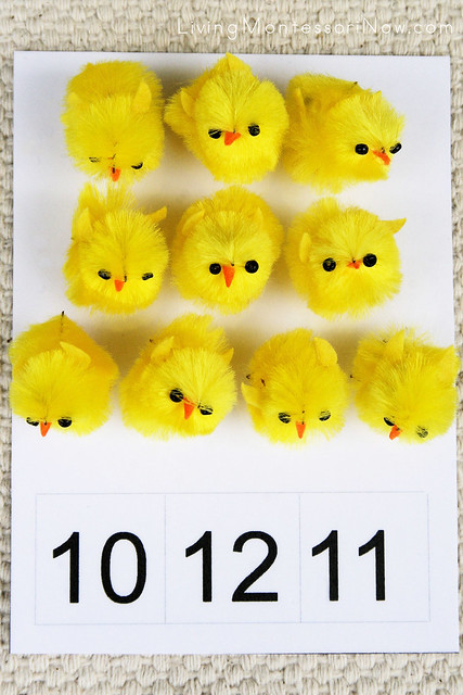 Spring Chick Count and Clip Activity