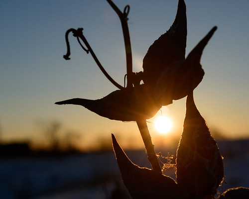 winter sunset sun ontario canada dusk backlit milkweed scotsdale haltonhills