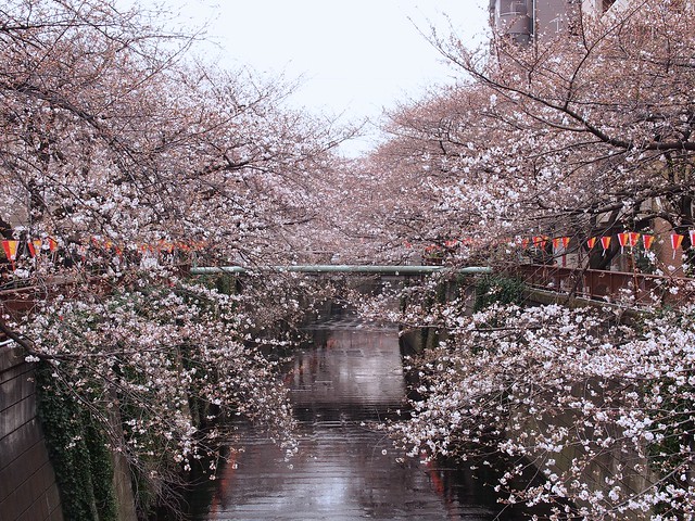 Sakura along Meguro River