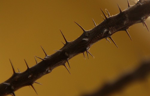 closeup houseplant depthoffield shallow thorns thorn shallowdepthoffield shallowdof crownofthorns