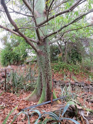 tree nature tropical caribbean statia