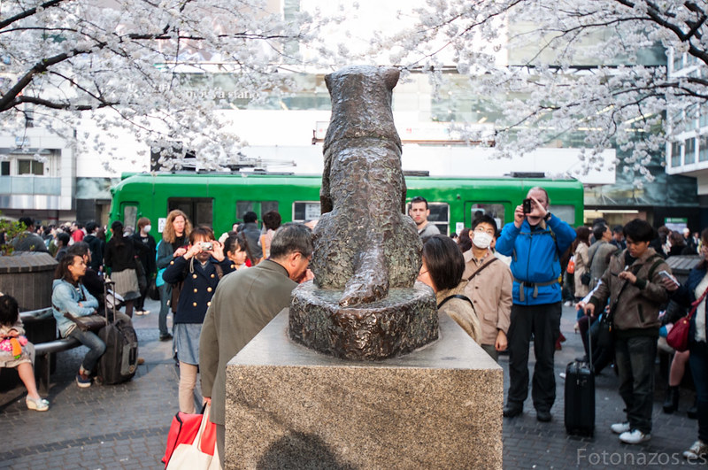 La estatua de Hachiko en Shibuya, el perro más famoso de Japón