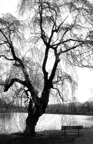park white lake black tree water monochrome silhouette bench mono newjersey view nj jersey monmouthcounty holmdel