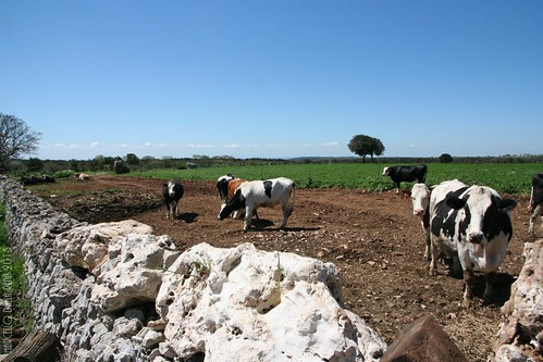 country campagna mucca taranto martinafranca mucche lepianelle