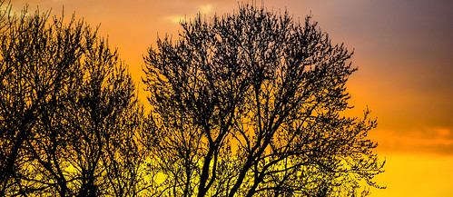 trees winter sunset orange sun tree yellow set last evening backyard neighborhood behind
