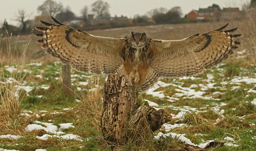 gloucestershire raptor gloucester owl eagleowl kaln hempsted thebarnowlcentre netheridgefarm
