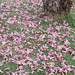 Pink petals of a tree called Pantip Shompoo