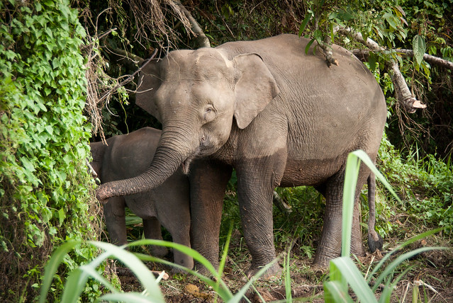 Borneo Pygmy Elephants