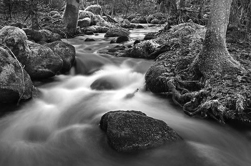 bw water creek forest river moss woods rocks sweden stones halland mygearandme mygearandmepremium