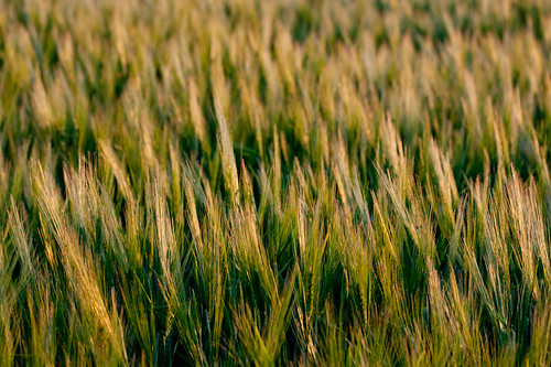 summer sunlight green yellow golden wheat july fields 2012 lacstjean métabetchouan rebelxti