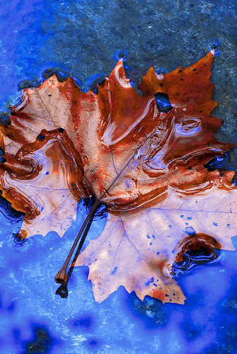 blue color macro art nature creek leaf nikon cliftyfalls naturephotography photomix madisonindiana cliftyfallsstatepark berniekasper madisonindianacliftyfallsstatepark photographyforrecreation vigilantphotographersunite vpu2 curatorsset