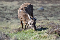 Lochmuick Grazing Deer