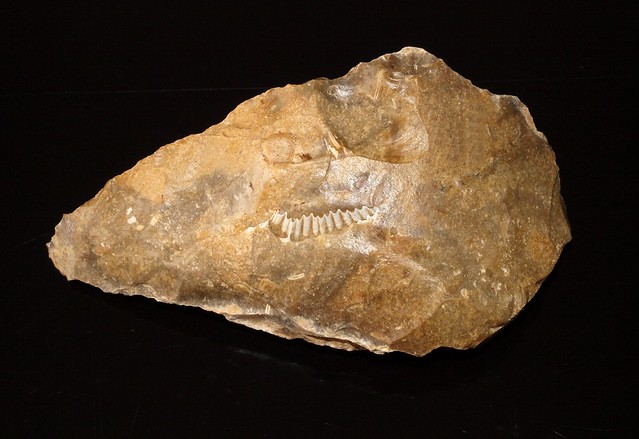 P3227453 Biface lancéolé verso avec inclusion fossile  (24)