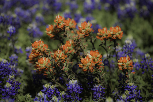 flowers blue red usa nature field landscape photography march countryside us photo spring texas photographer unitedstates image tx nopeople 100mm photograph 100 wildflowers wildflower bluebonnets fineartphotography indianpaintbrush navasota f35 brazoscounty architecturalphotography colorimage commercialphotography editorialphotography 2013 architecturephotography unitesstatesofamerica intimatelandscape fineartphotographer houstonphotographer ¹⁄₁₆₀₀sec ef100mmf28lmacroisusm mabrycampbell march242013 20130324img2581
