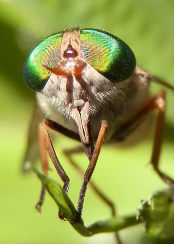 marchfly