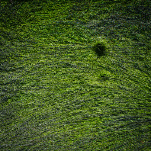 abstract seaweed green nature water strange japan river square landscape sink hiroshima minimalist 広島 sigma30mm14 canoneos60d
