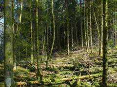 Forest - Photo of Fays