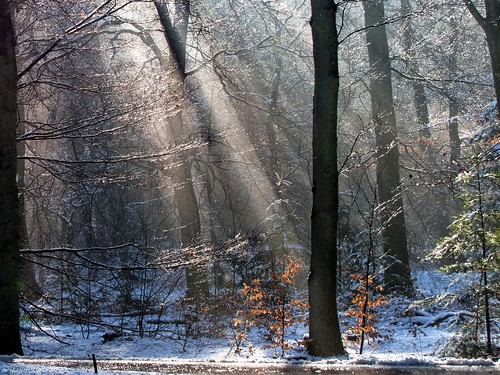 winter holland dutch nederland thenetherlands sunrays wouter wout sunbeams winterwonderland baarn bossen lagevuursche provincieutrecht woutervanwijngaarden woutvanwijngaarden canonpowershotg10 woutvanwijngaardenbaarn woutervanwijngaardenbaarn