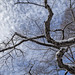 Clouds Branches and Snow