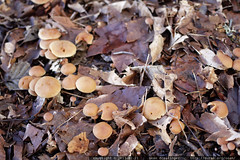 spring mushrooms    MG 2528 