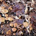spring mushrooms    MG 2528