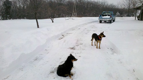 county dog snow franklin kansas shepard